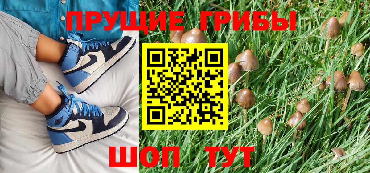 Баксан  Псилоцибиновые грибы Cubensis  Вход с VPN  Псилоцибиновые грибы Cubensis 